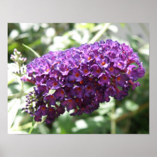 Schöne lila Buddleia-Blumen Druck Poster