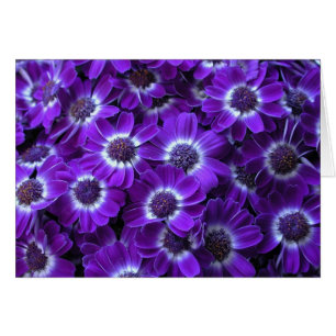 Schöne Lila Cinerarias