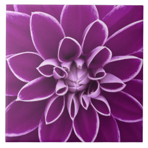 Schöne lila Dahlie-Blume Fliese