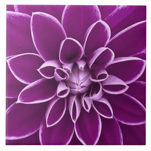 Schöne lila Dahlie-Blume Fliese (Vorderseite)