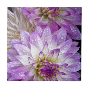 Schöne lila Dahlie-Blumen Fliese