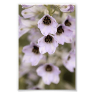 Schöne Lila Delphinium-Blume Fotodruck