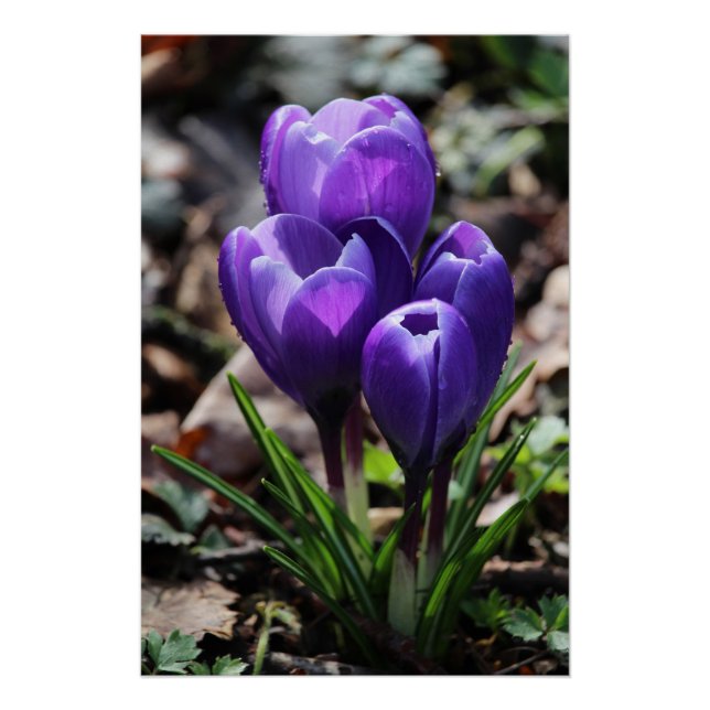 Schöne, Lila Frühlingszitate Crocus Blume Poster (Vorderseite)