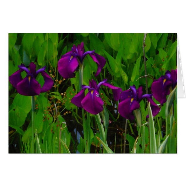 Schöne Lila Iris (Vorderseite (Horizontal))