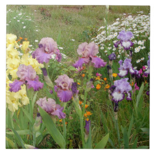 Schöne lila Iris-Blumen-Blumenfoto Fliese