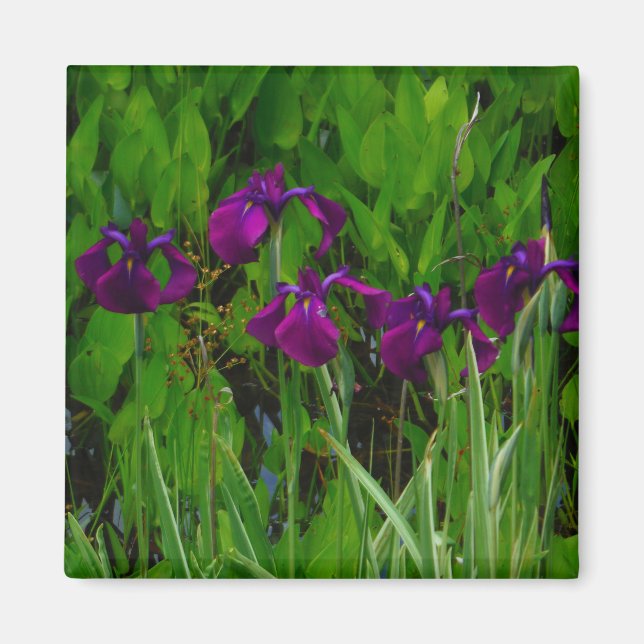 Schöne Lila Iris Magnet (Vorne)