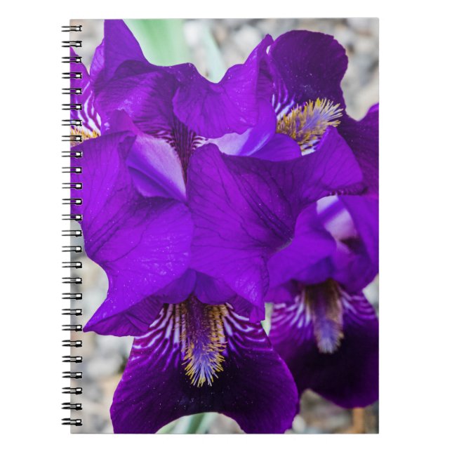 Schöne lila Iris Notizblock (Vorderseite)