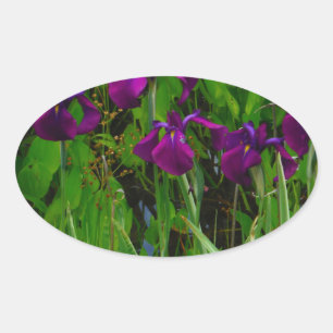 Schöne Lila Iris Ovaler Aufkleber