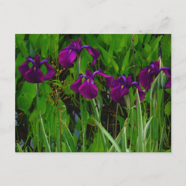 Schöne Lila Iris Postkarte (Vorderseite)