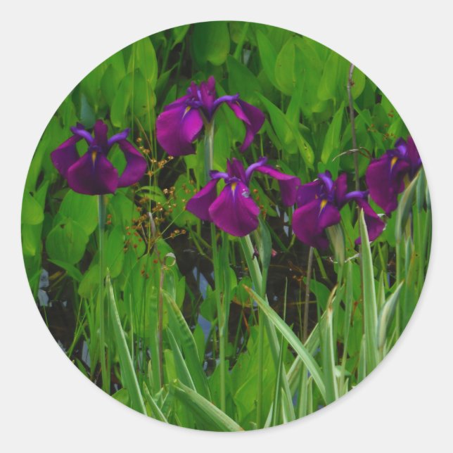 Schöne Lila Iris Runder Aufkleber (Vorderseite)