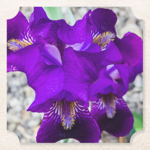 Schöne lila Iris Untersetzer