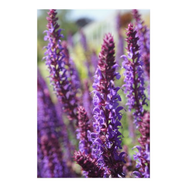 Schöne lila Lavender Blume Fotodruck (Vorne)