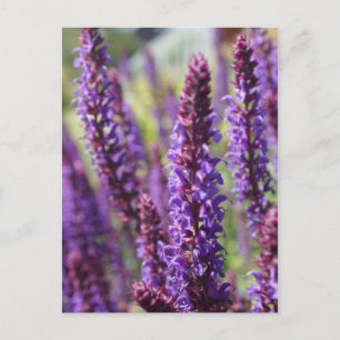 Schöne lila Lavender Blume Postkarte