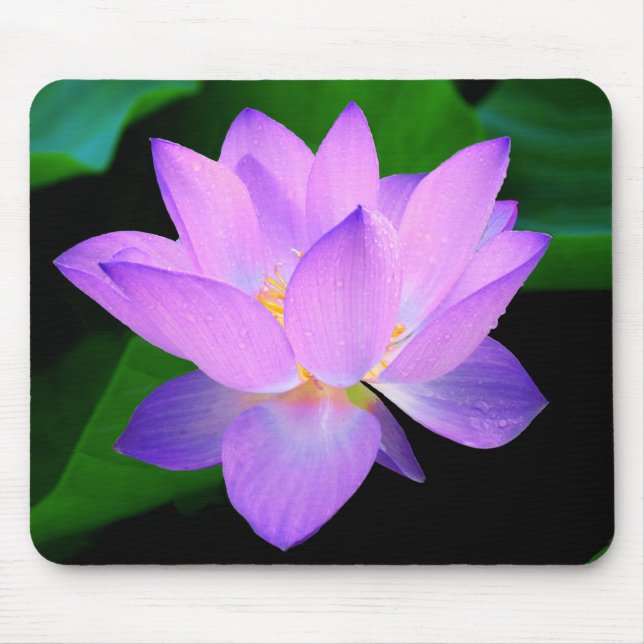 Schöne lila Lotos-Blume im Wasser Mousepad (Vorne)