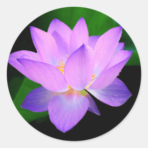 Schöne lila Lotos-Blume im Wasser Runder Aufkleber