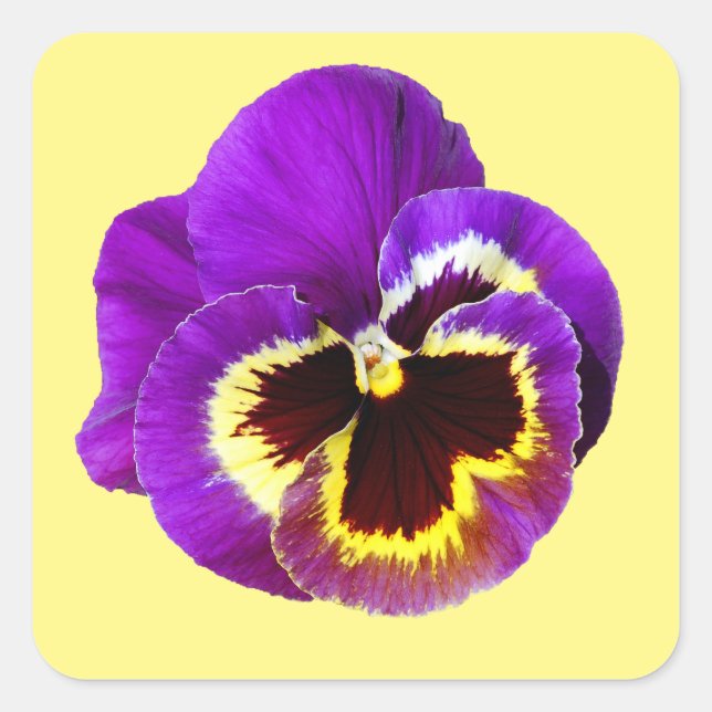 Schöne lila Pansy Quadratischer Aufkleber (Vorderseite)