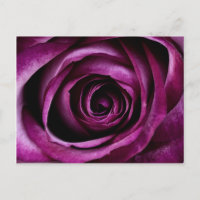 Schöne Lila Rose Blume Petals Girls Geschenke