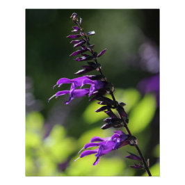 Schöne Lila Salvia Amistad Blume Poster