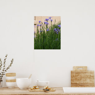 Schöne lila Schwertlilien Blumen Poster