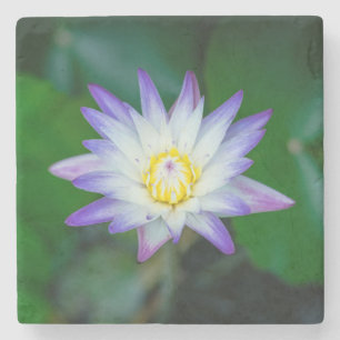 Schöne Lila und gelbe Blume Steinuntersetzer