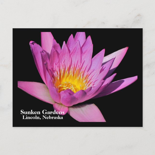 Schöne lila Wasserlilie #800NW 800 Postkarte (Vorderseite)