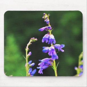 Schöne Lila Wildblumen in Kanada Mousepad