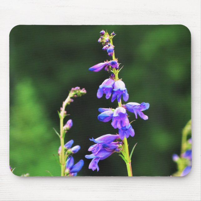 Schöne Lila Wildblumen in Kanada Mousepad (Vorne)