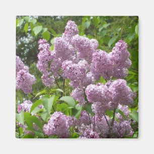 Schöne Lilac Bush- Magnet