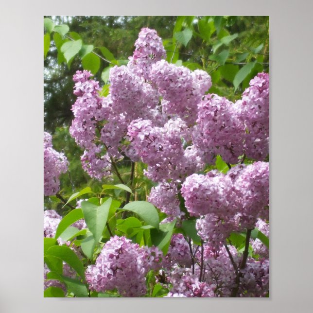 Schöne Lilacs - Blumenfotografie Poster (Vorne)