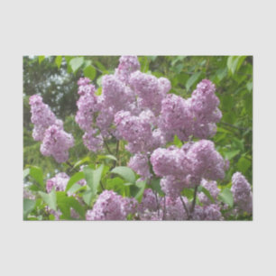 Schöne Lilacs Seidenpapier