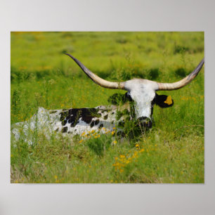 Schöne Longhorn Kuh im Grünen Poster