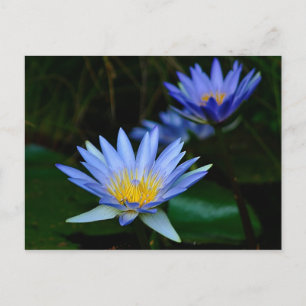 Schöne Lotus-Blume Postkarte