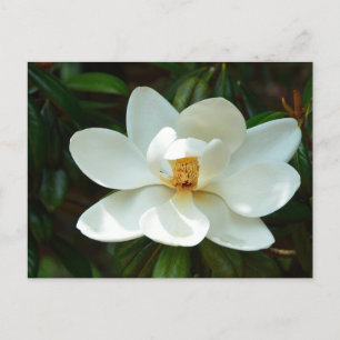 Schöne Magnolia-Blume Postkarte