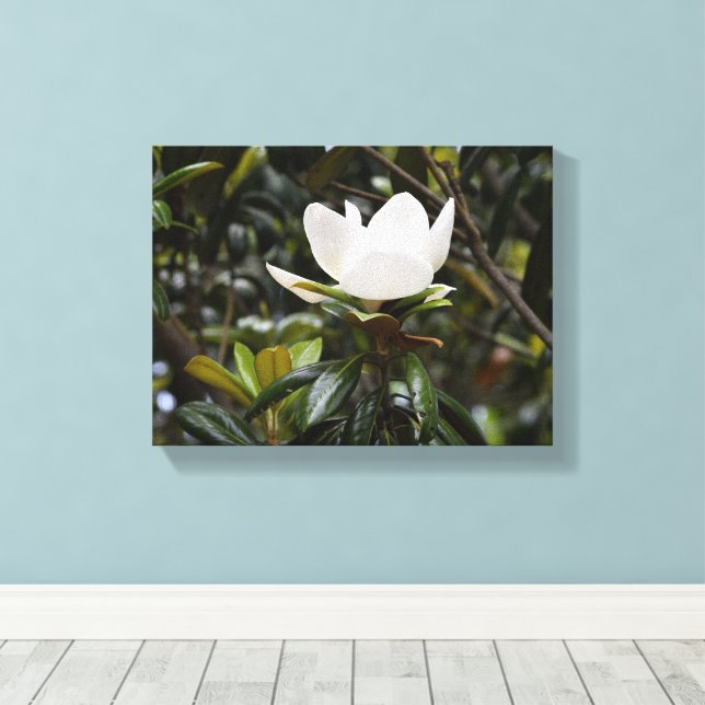 Schöne Magnolienblüte Leinwanddruck (Insitu (Holzboden))