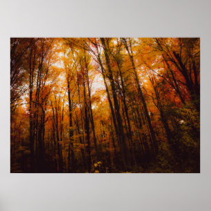 Schöne majestätische Bäume im Herbstwald Poster