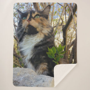 schöne majestätische Katze bunt Sherpadecke