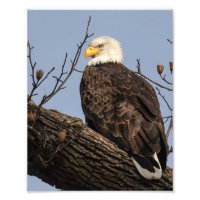 Schöne Mama (Adler)