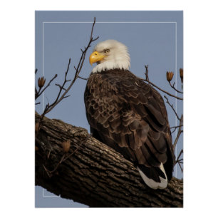 Schöne Mama (Adler) Poster