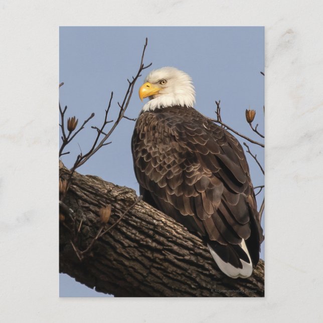 Schöne Mama (Adler) Postkarte (Vorderseite)