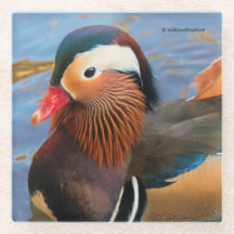 Schöne Mandarin-Duck im Teich