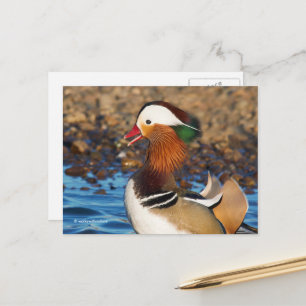 Schöne Mandarin-Duck im Teich Postkarte