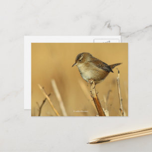 Schöne Marsh Wren Songbird in den Schilfröten Postkarte
