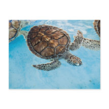 Schöne Meeresschildkröte