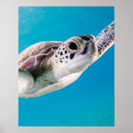 Schöne Meeresschildkröte Schwimmen im Ozean Poster