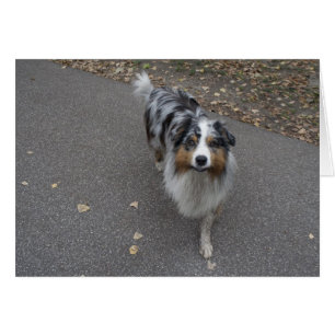 Schöne, mehrfarbige Aussie