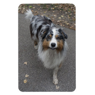 Schöne, mehrfarbige Aussie Magnet