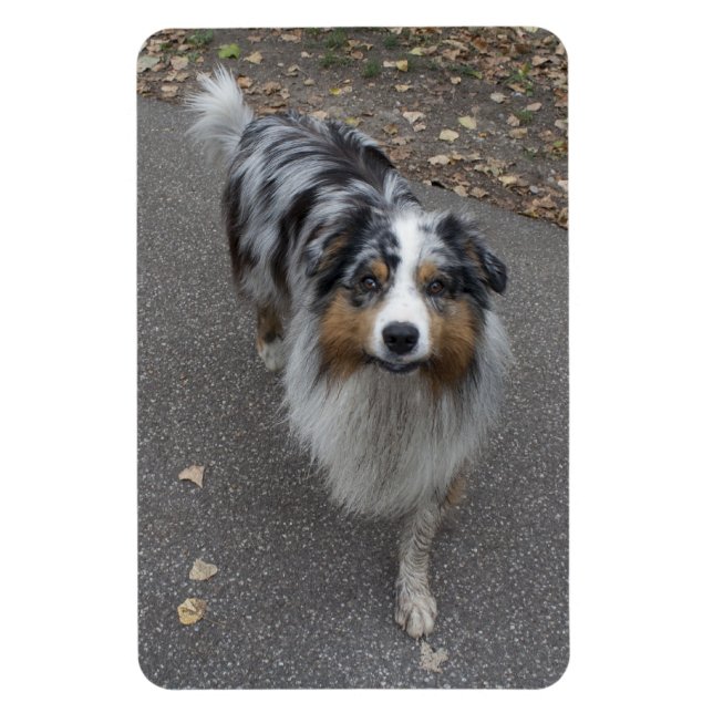 Schöne, mehrfarbige Aussie Magnet (Vertikal)