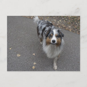 Schöne mehrfarbige Aussie Postkarte