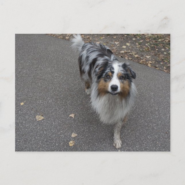 Schöne mehrfarbige Aussie Postkarte (Vorderseite)