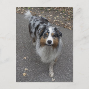 Schöne, mehrfarbige Aussie Postkarte